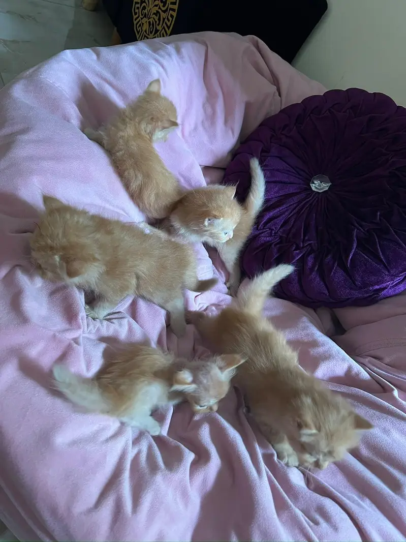 Cute 1 Month Old Persian Kittens Available — photo 8