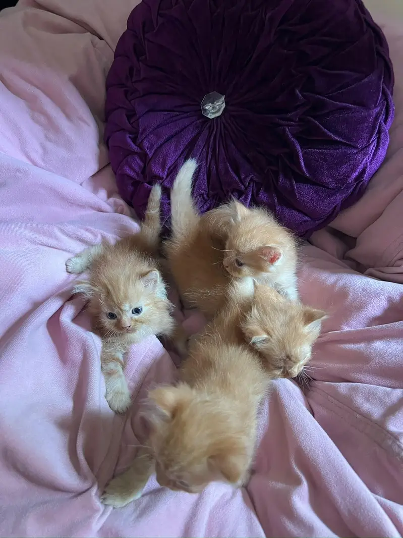 Cute 1 Month Old Persian Kittens Available — photo 9