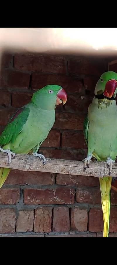 Kashmiri Raw pair