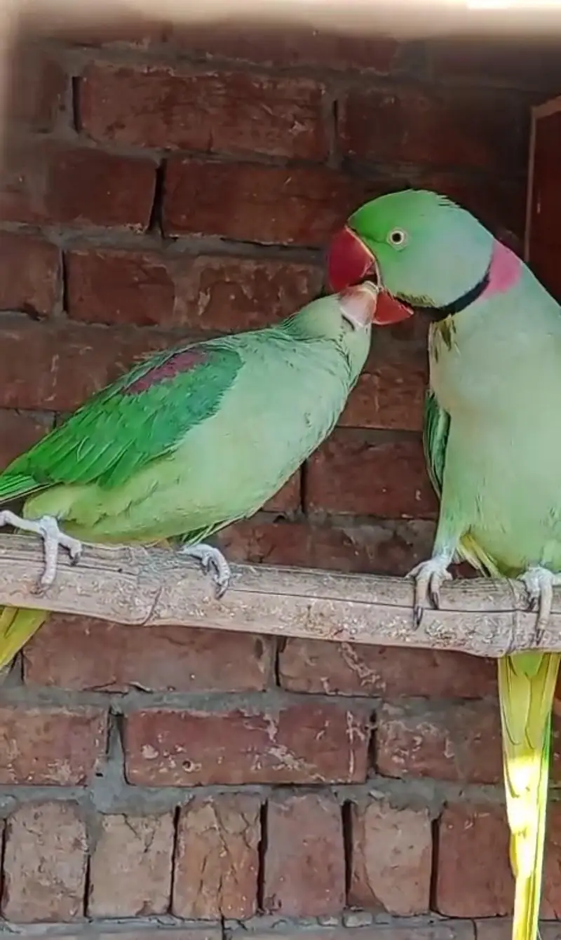 Kashmiri Raw pair — photo 2