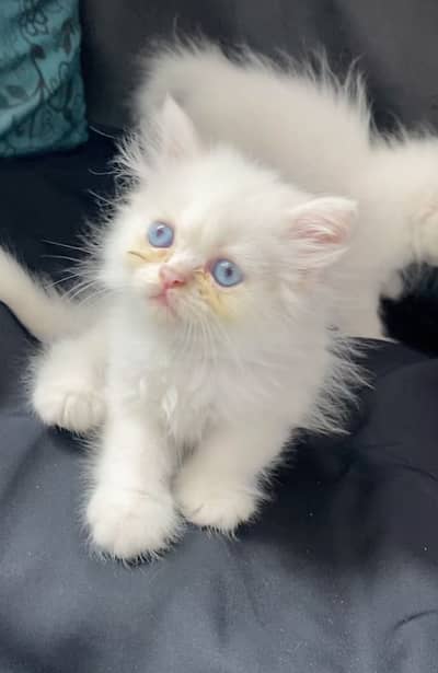 Kittens for sale urgent