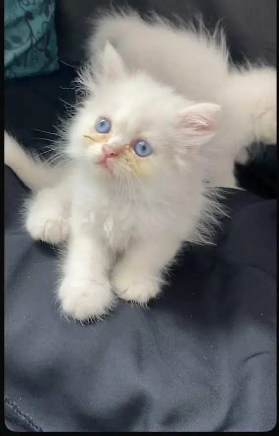 Kittens for sale urgent — photo 2