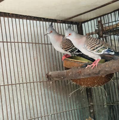 crested dove pair for sale