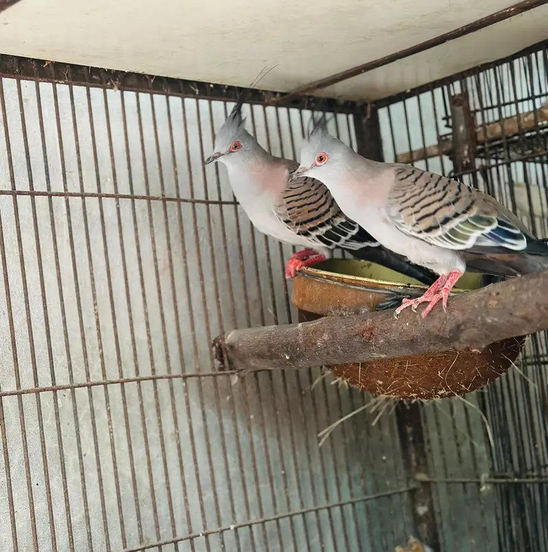 crested dove pair for sale