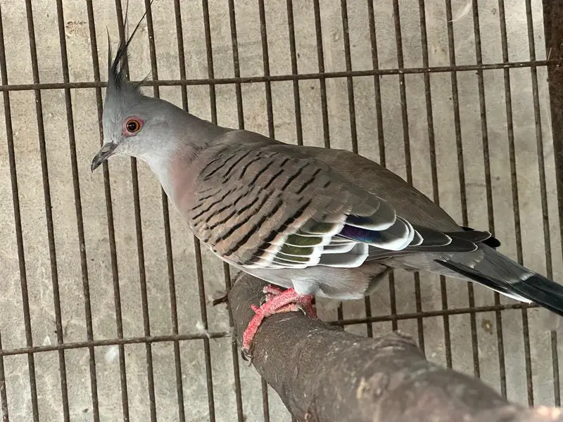 crested dove pair for sale — photo 2