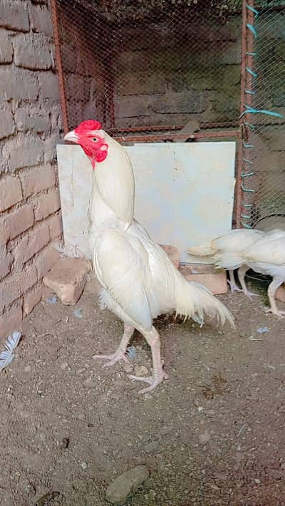 Aseel Heera patha