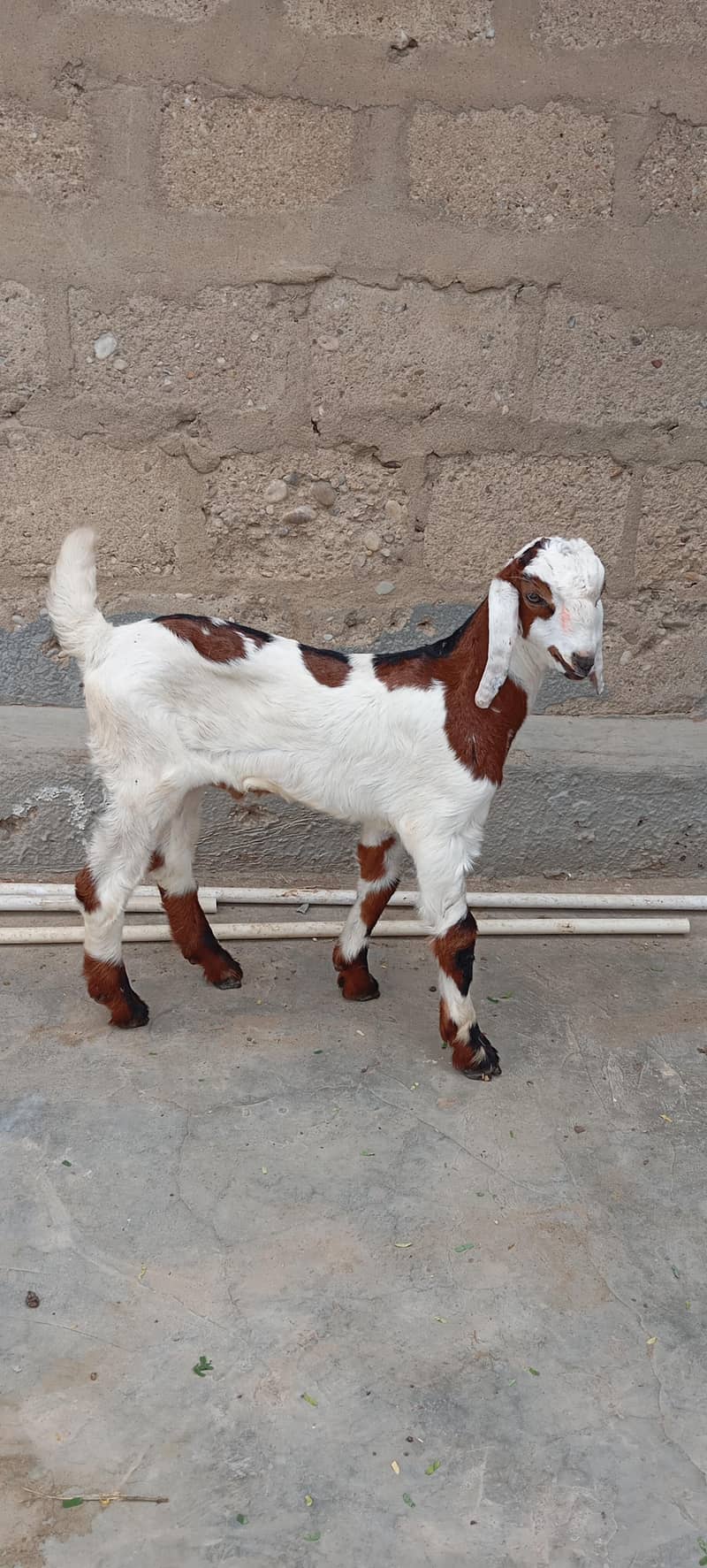 Bakra 0