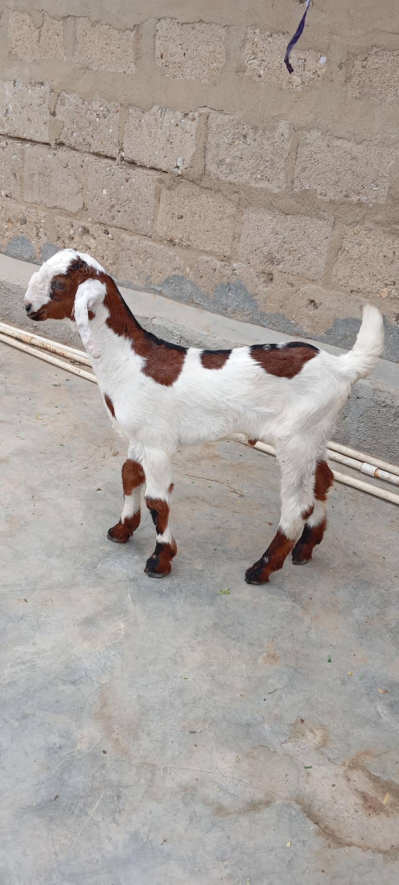 Bakra 2