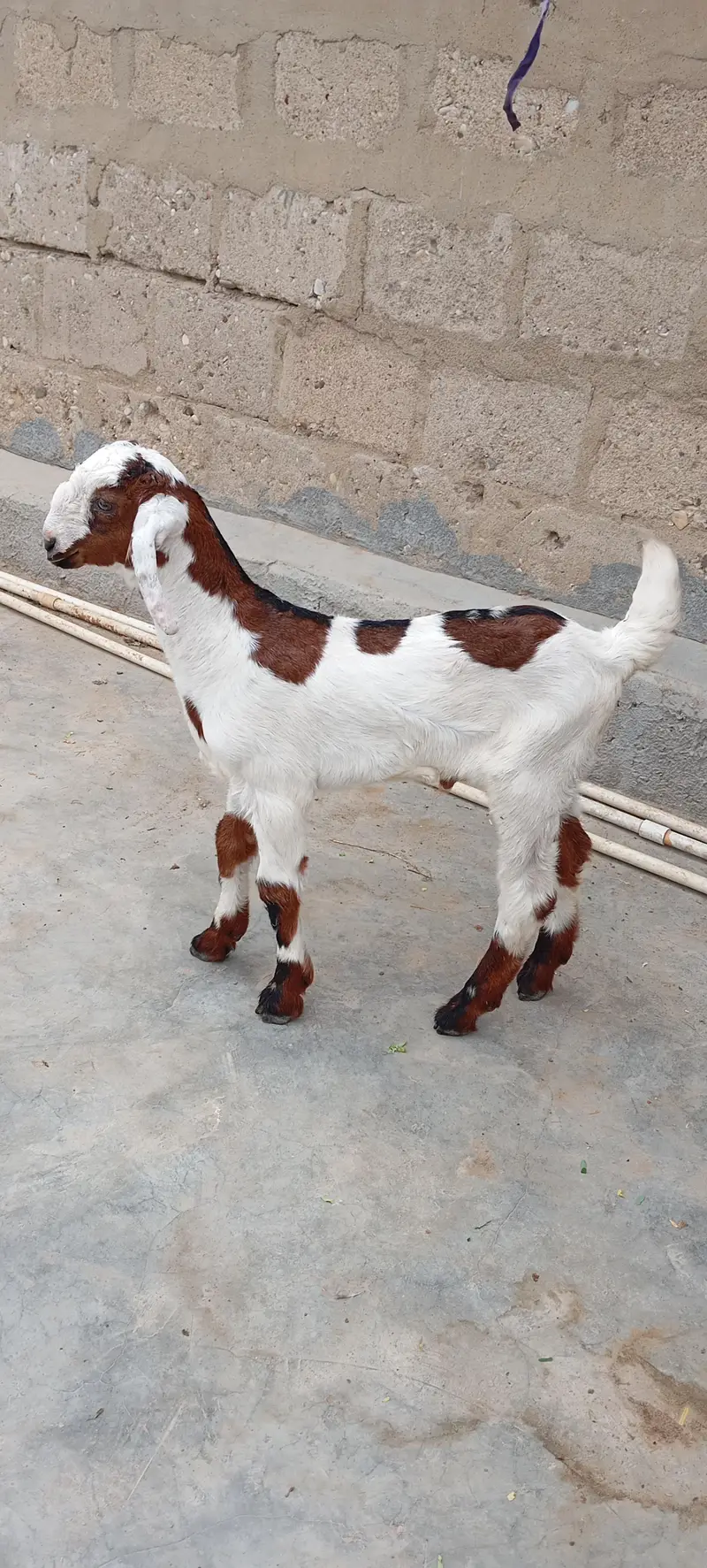 Bakra — photo 3