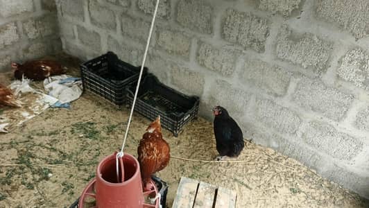 lohman brown hens