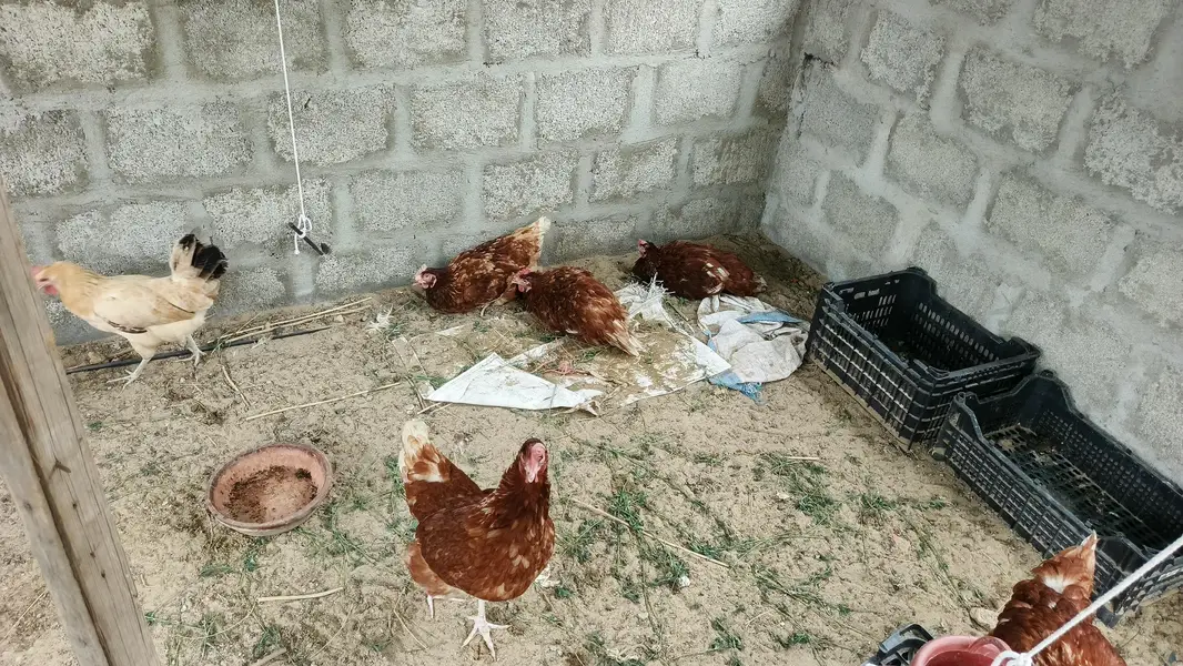 lohman brown hens — photo 2