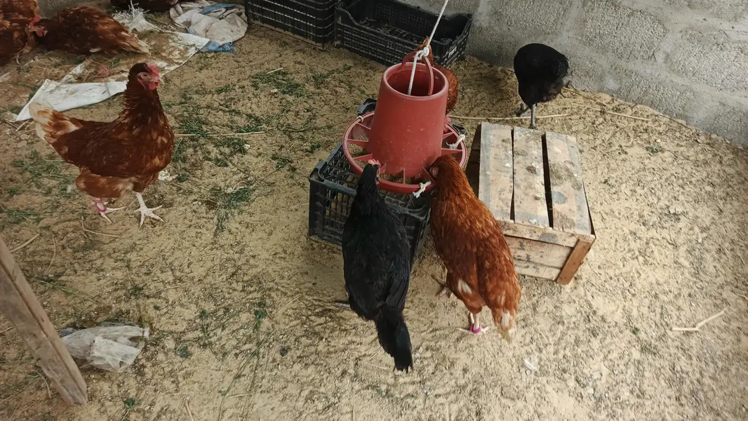 lohman brown hens — photo 3