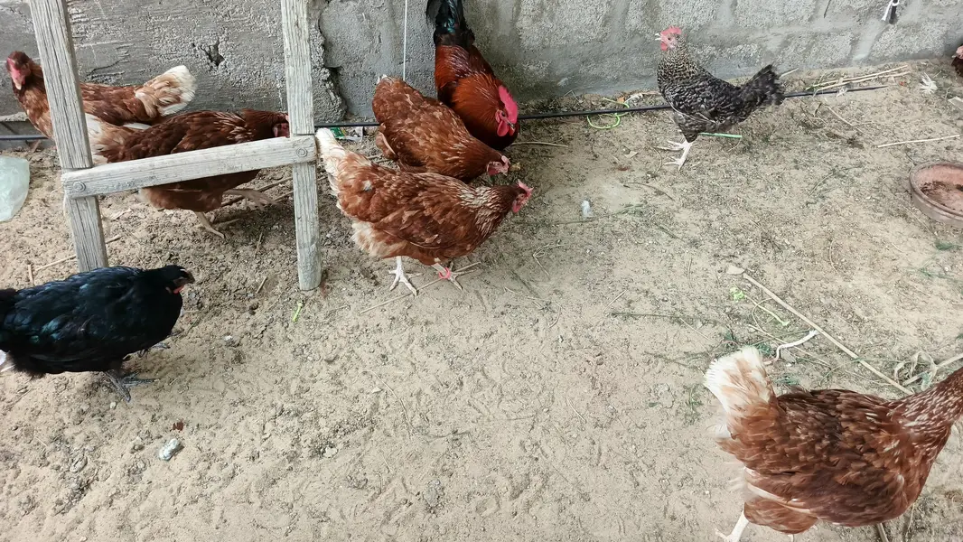 lohman brown hens — photo 4