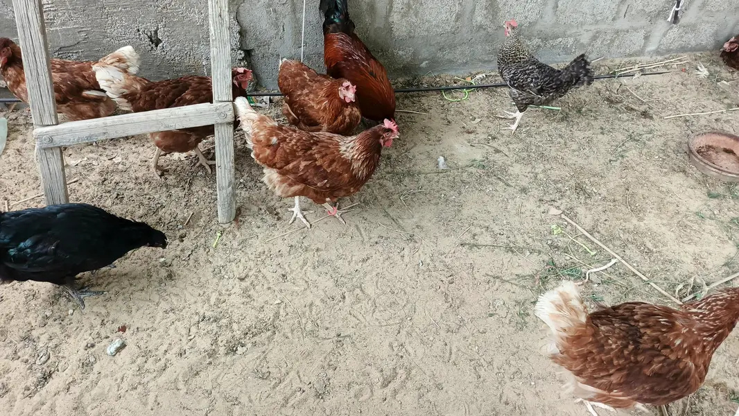 lohman brown hens — photo 5