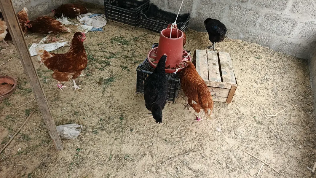 lohman brown hens — photo 6
