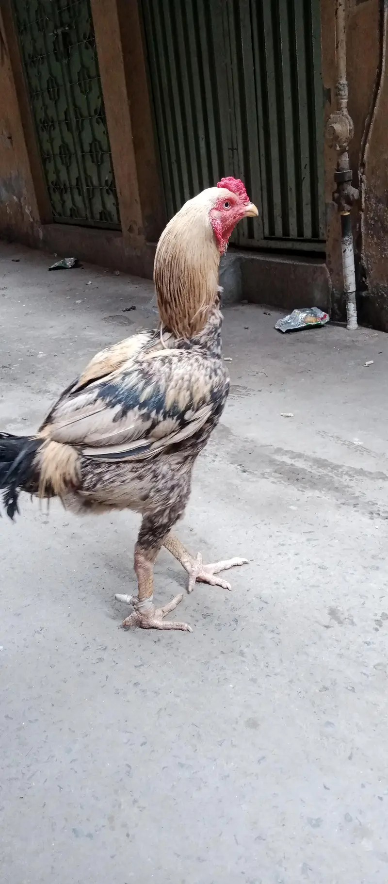 jawa aseel burmi croos ma or sath pure dasi murgi or aik salata walati — photo 2