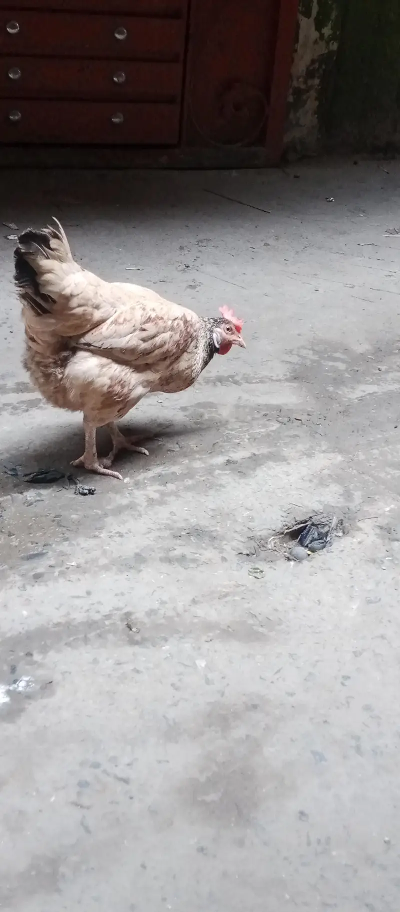 jawa aseel burmi croos ma or sath pure dasi murgi or aik salata walati — photo 3