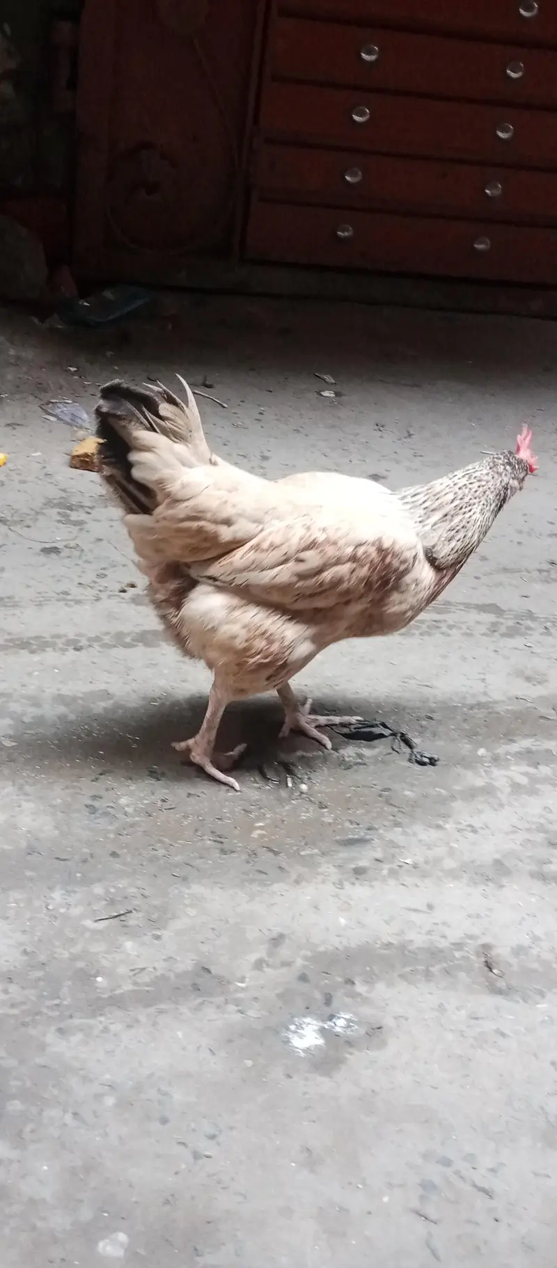 jawa aseel burmi croos ma or sath pure dasi murgi or aik salata walati — photo 4