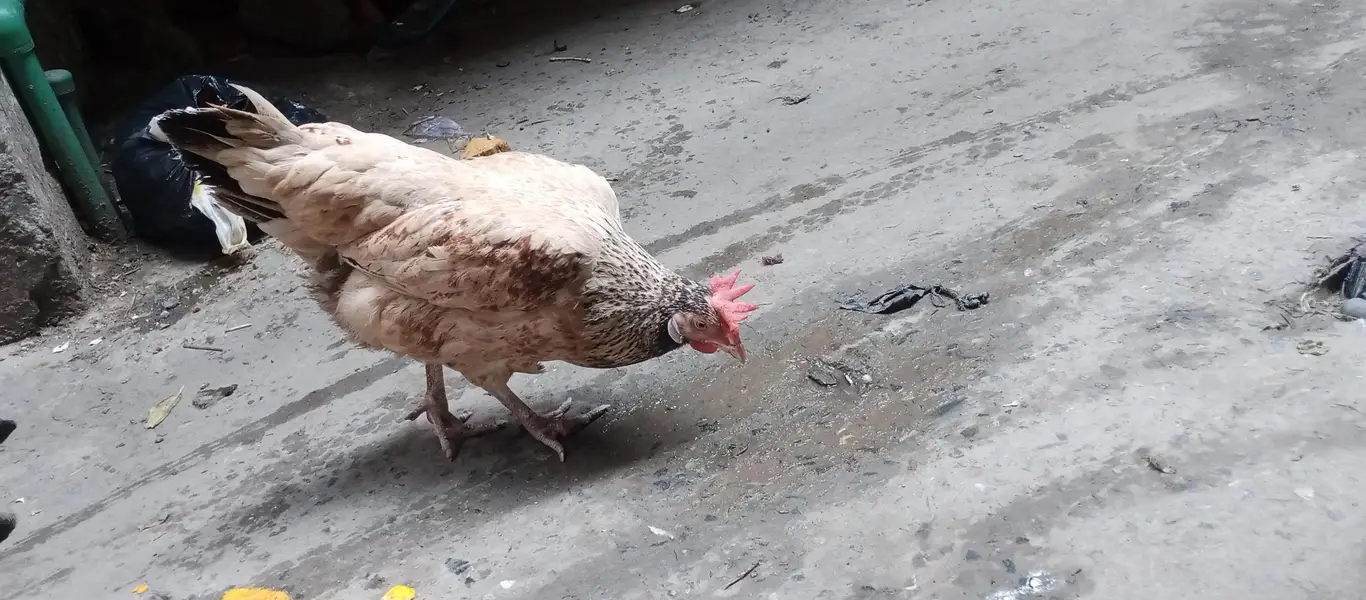 jawa aseel burmi croos ma or sath pure dasi murgi or aik salata walati — photo 5
