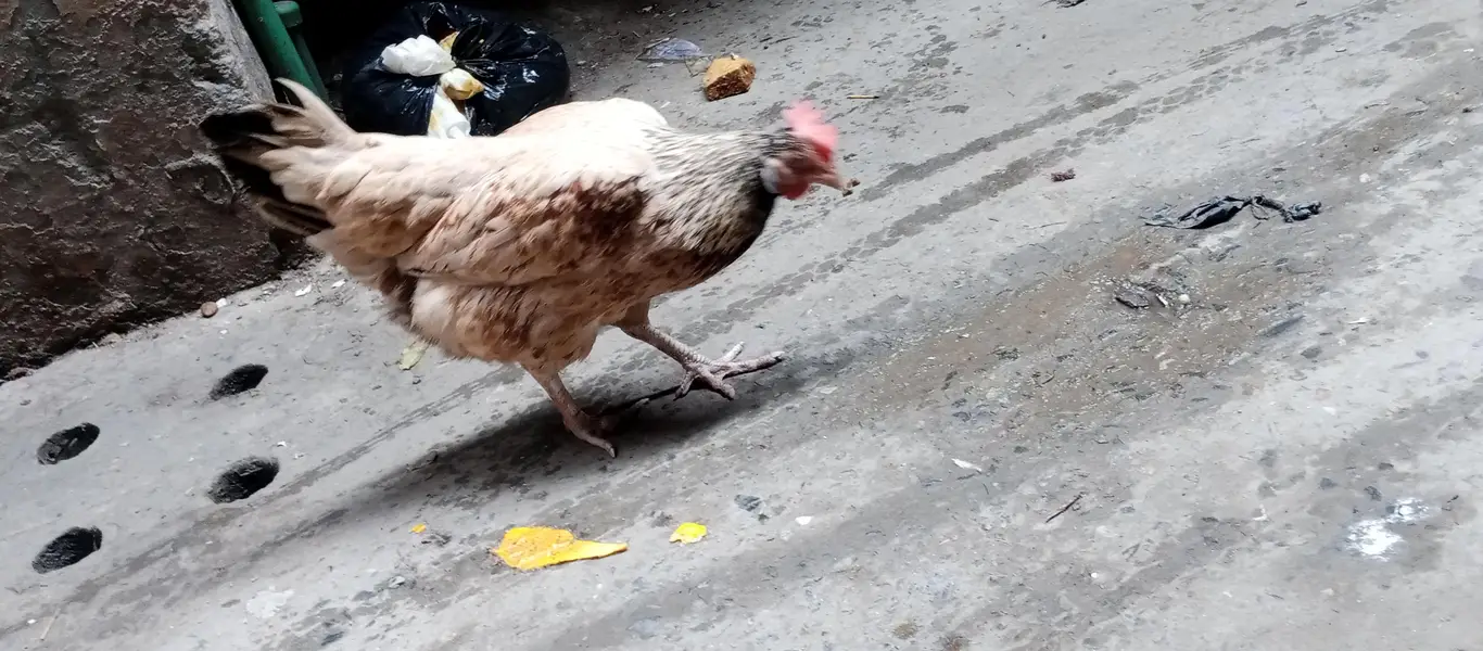jawa aseel burmi croos ma or sath pure dasi murgi or aik salata walati — photo 6