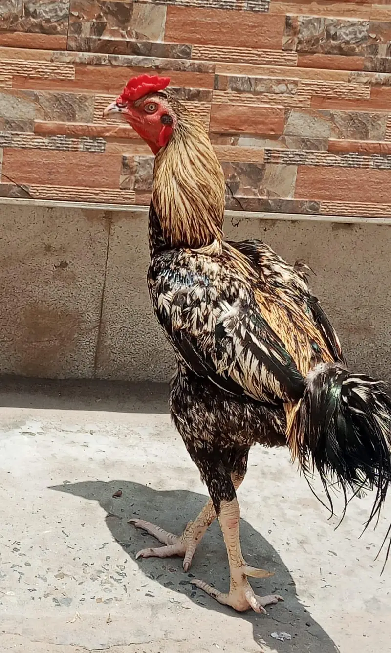Aseel Murga for sale — photo 2