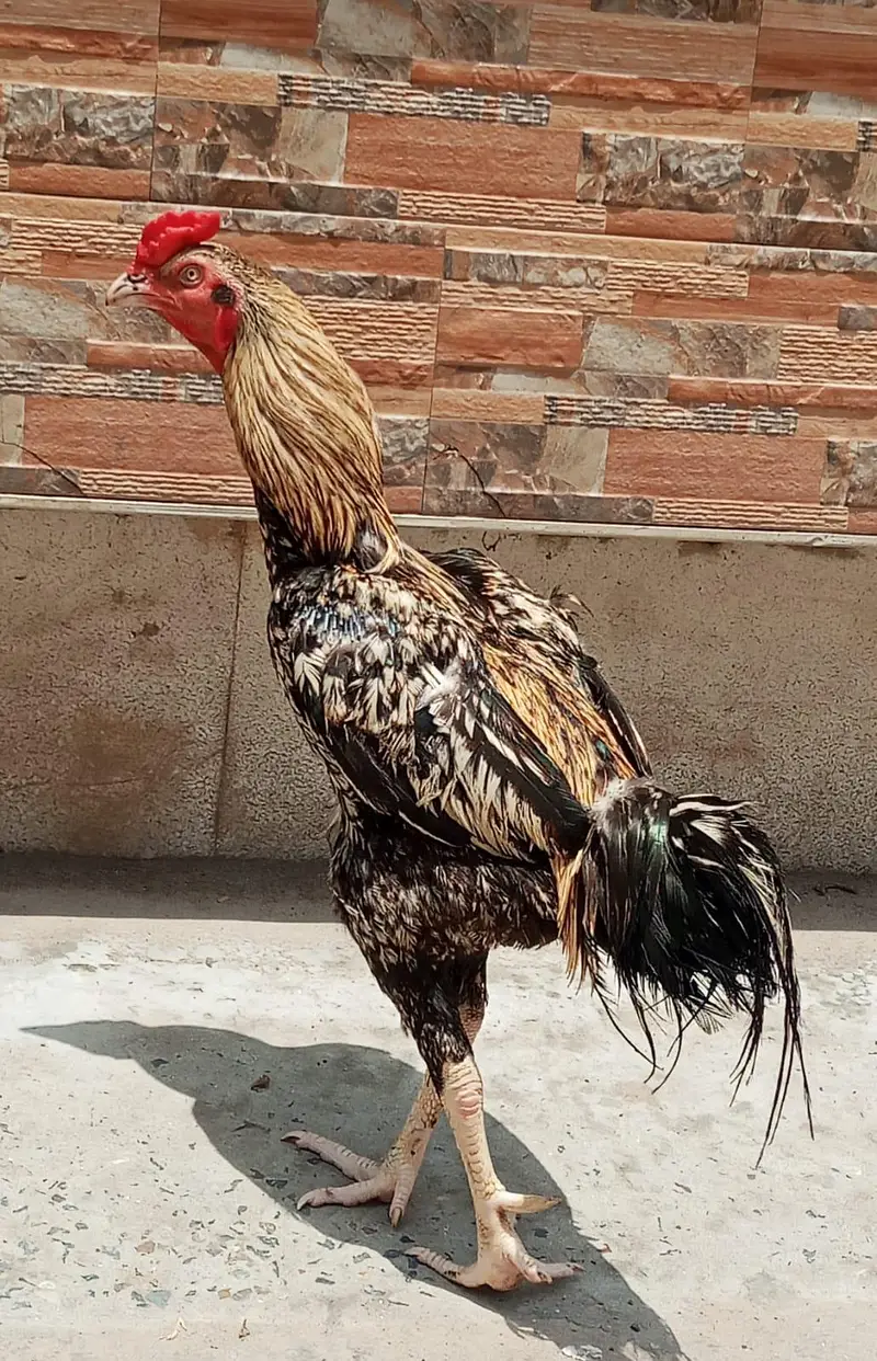 Aseel Murga for sale — photo 4