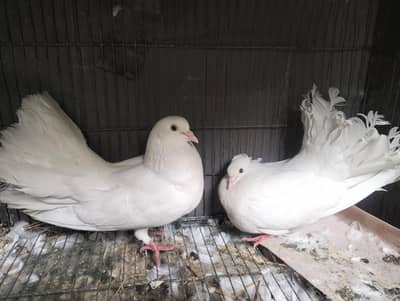 fantail piegion for sale in cheap price