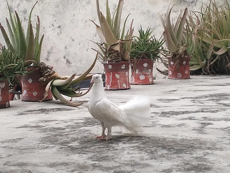 fantail piegion for sale in cheap price — photo 2