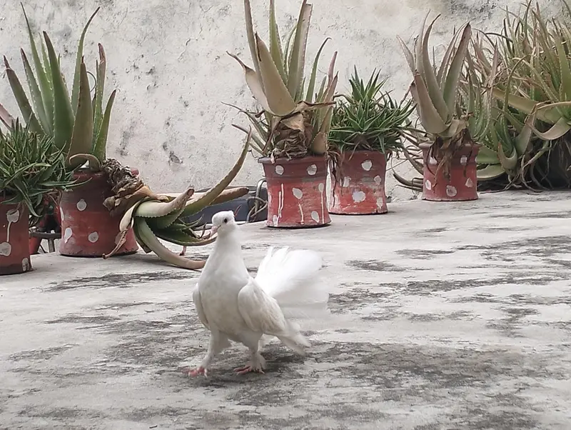 fantail piegion for sale in cheap price — photo 3