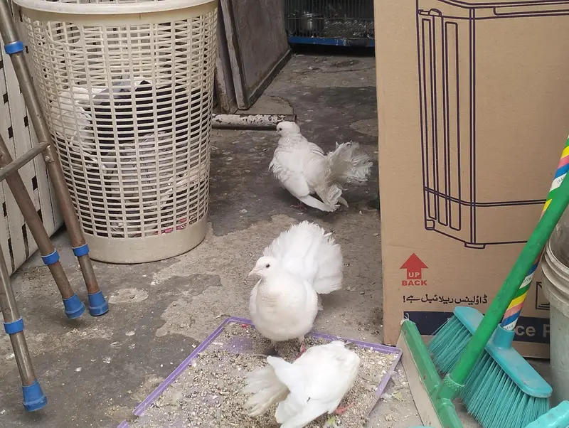 fantail piegion for sale in cheap price — photo 4
