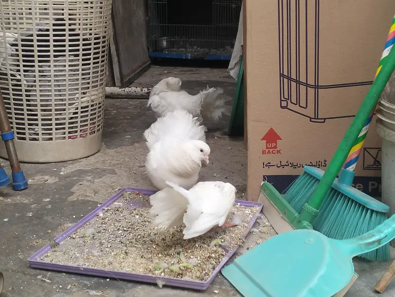 fantail piegion for sale in cheap price — photo 5
