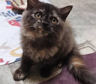 Persian Pair For Sale
