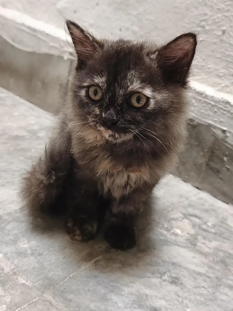 Persian Pair For Sale — photo 4