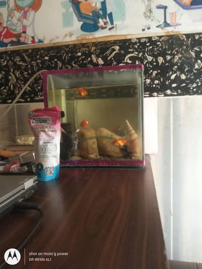 3oranda goldfish imported active