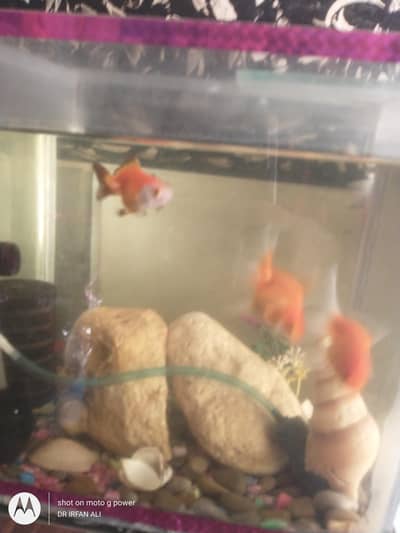 3oranda goldfish imported active