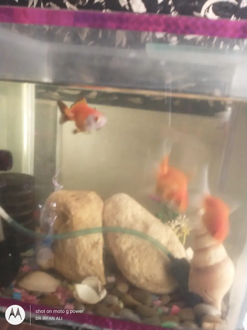 3oranda goldfish imported active — photo 2