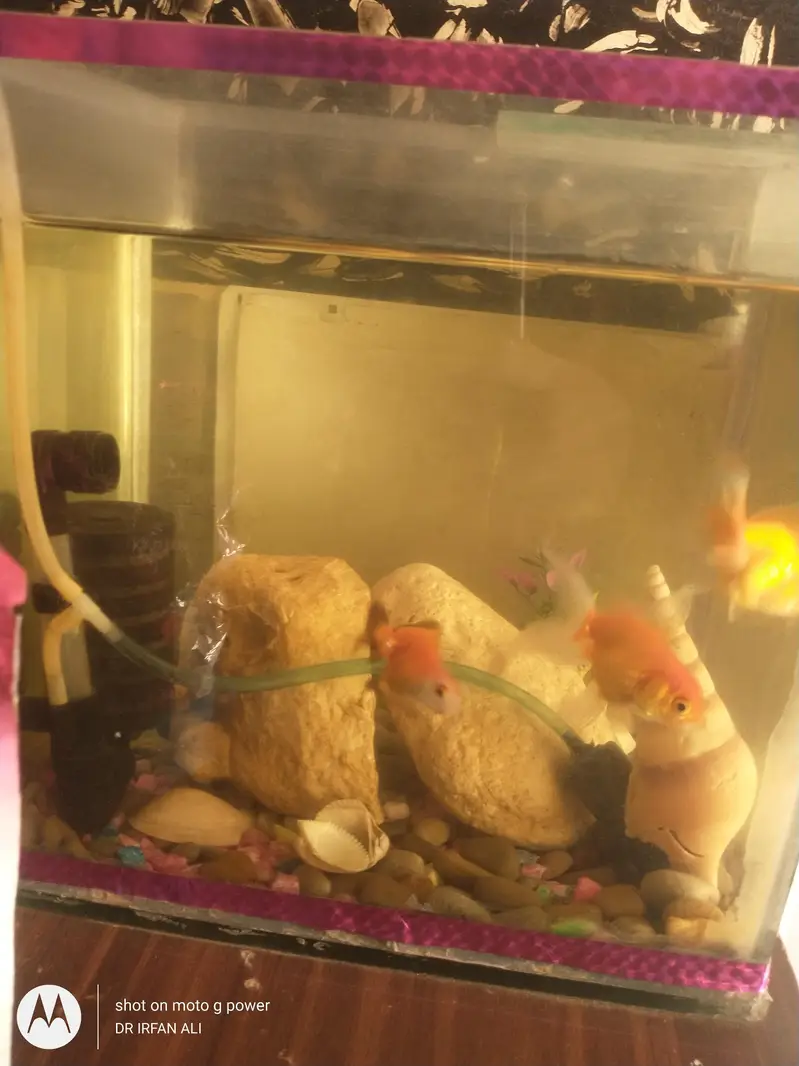 3oranda goldfish imported active — photo 3