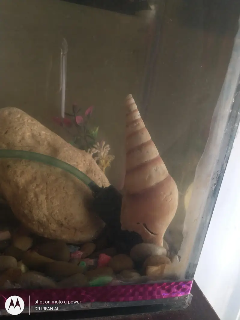3oranda goldfish imported active — photo 4