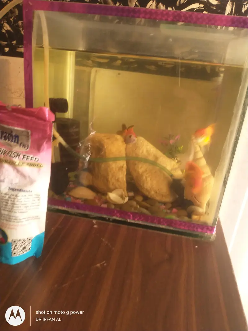 3oranda goldfish imported active — photo 5