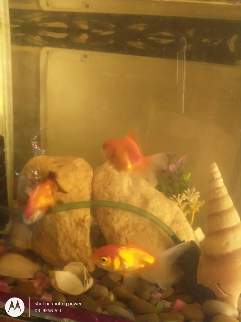 3oranda goldfish imported active — photo 6