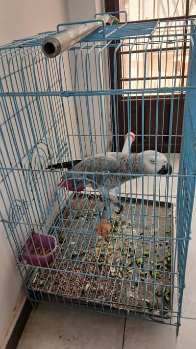 A  grey parrot