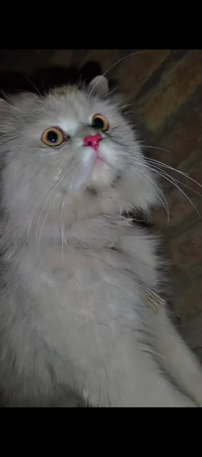 Persiaon punch Cat male pinkish nose toung for matting in 4 days