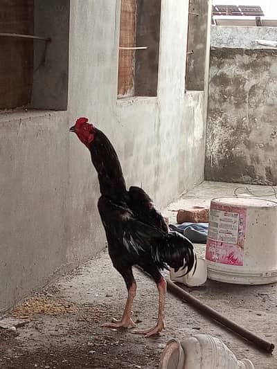 O Shamo Male's available for sale in Lahore.