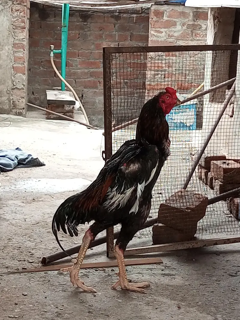 O Shamo Male's available for sale in Lahore. — photo 2