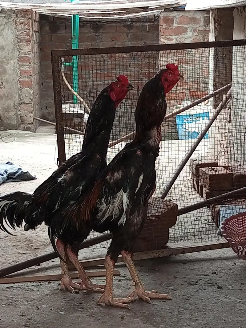 O Shamo Male's available for sale in Lahore. — photo 3