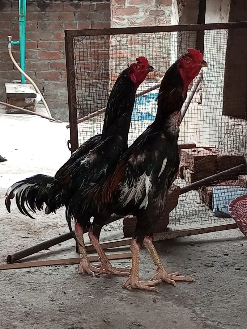 O Shamo Male's available for sale in Lahore. — photo 4