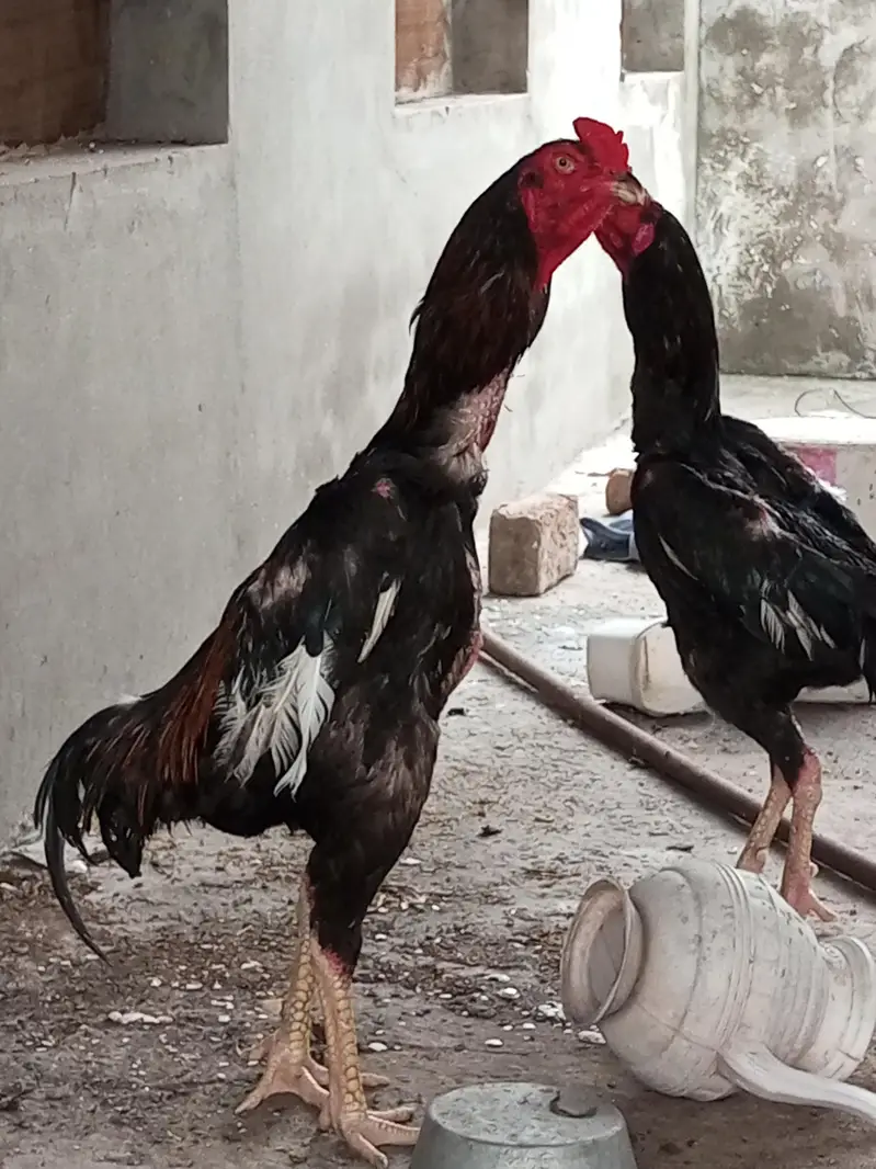 O Shamo Male's available for sale in Lahore. — photo 5