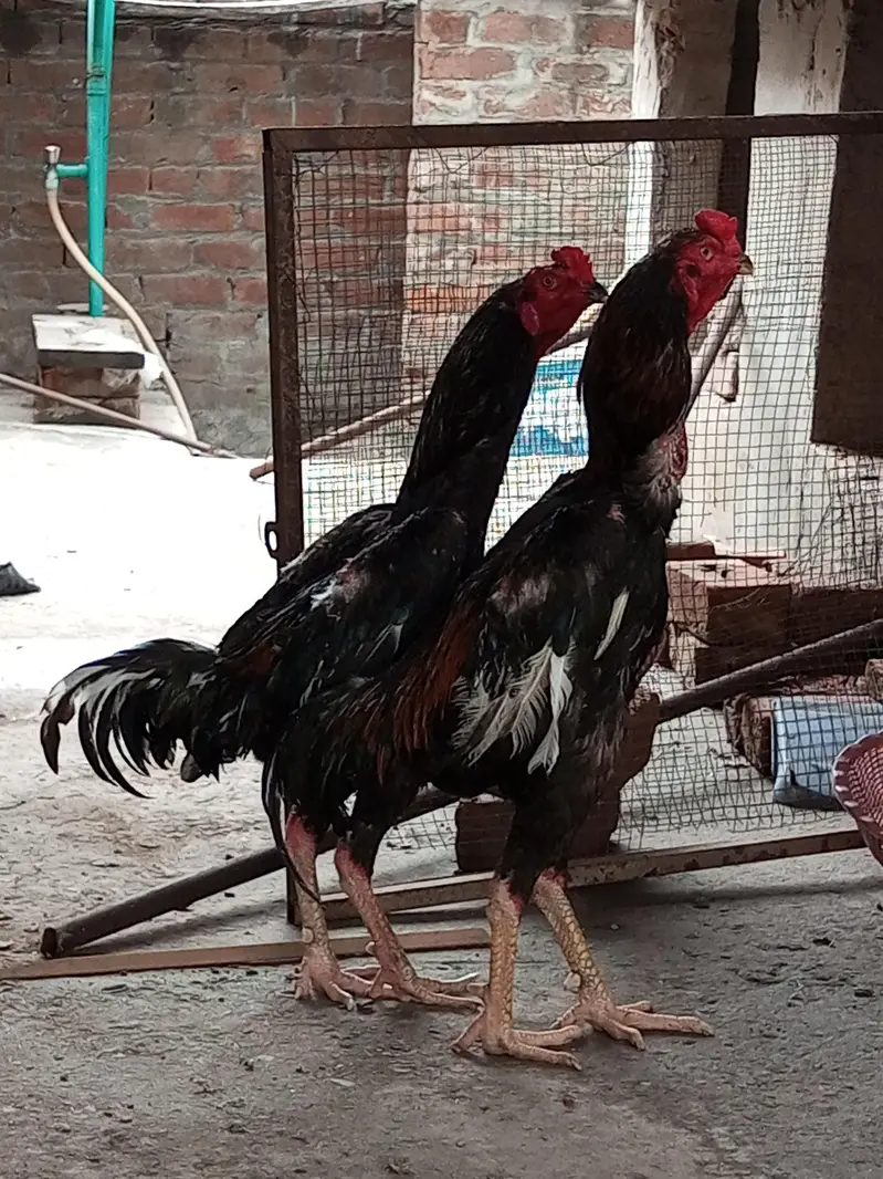 O Shamo Male's available for sale in Lahore. — photo 6