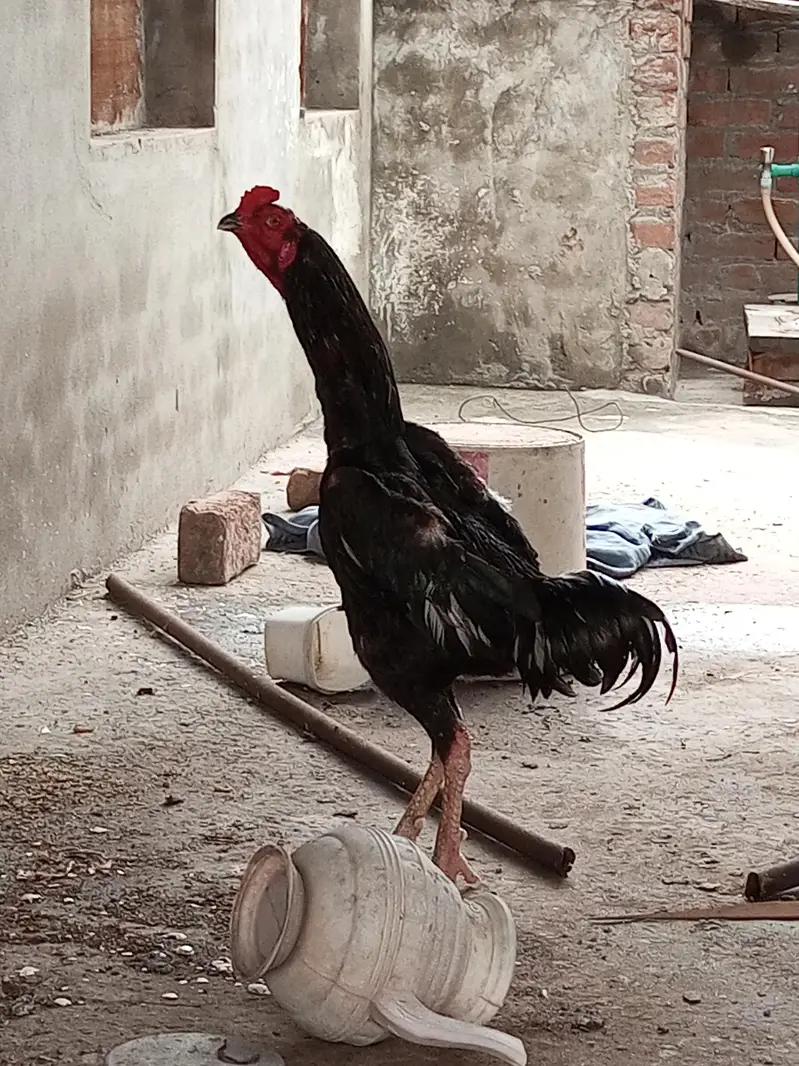 O Shamo Male's available for sale in Lahore. — photo 7