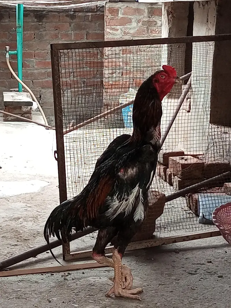 O Shamo Male's available for sale in Lahore. — photo 8